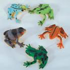 Painted Frogs