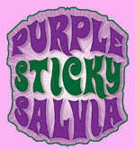 Purple Sticky Salvia